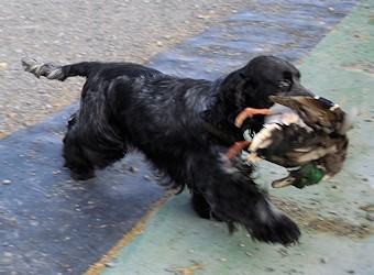 Paula retrieving a duck